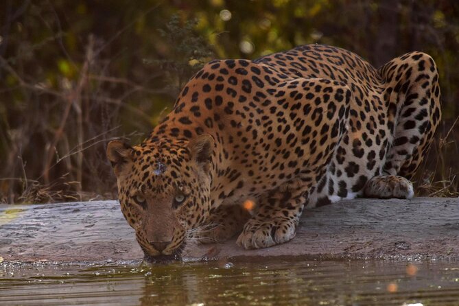 Jhalana Panther Safari Park Tour in Jaipur - Leopard Sightings: Hope for the Best, Expect the Wild