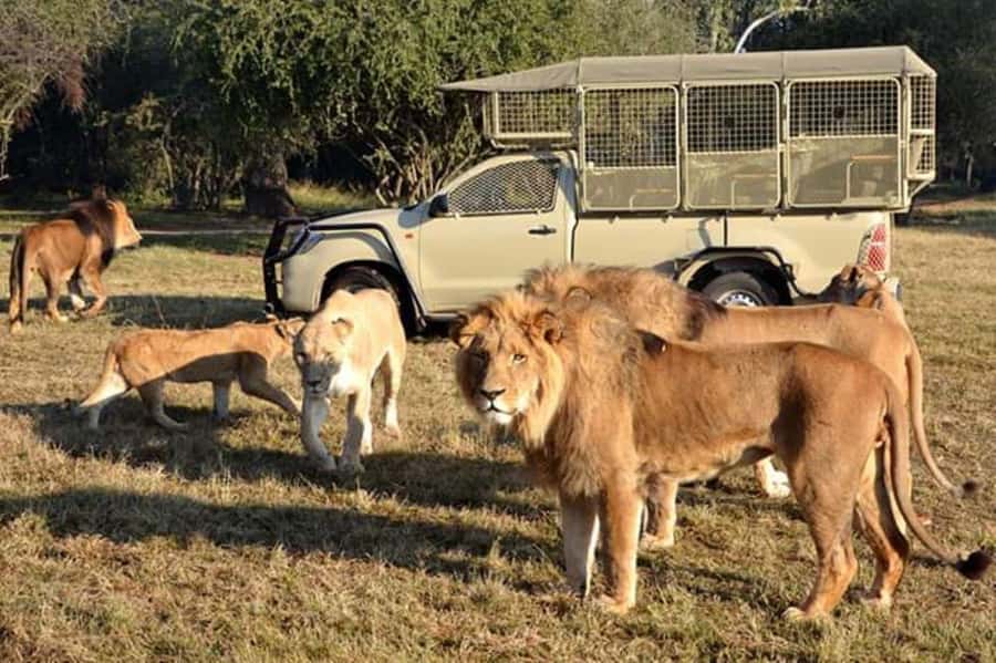 Johannesburg: Lion and Safari Park tour. Pick up Privately - Why the white lions make this half-day safari special