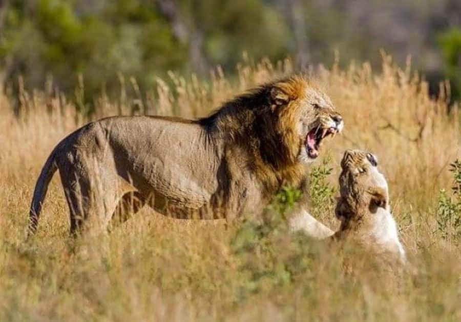 Johannesburg: Lion and Safari Park tour. Pick up Privately - Lunch at Wetlands Bar and Restaurant