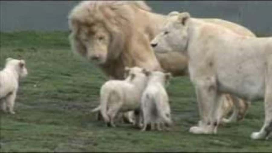 Johannesburg: Lion and Safari Park tour. Pick up Privately - The five-dome shopping centre adds a local craft stop