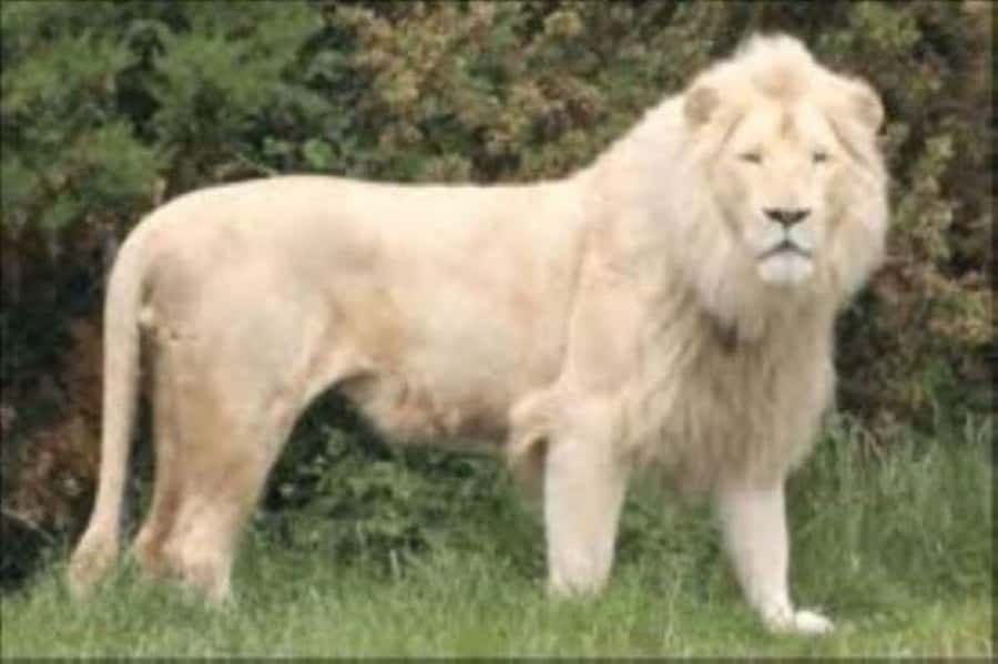 Johannesburg: Lion and Safari Park tour. Pick up Privately - Is $143 a fair price?