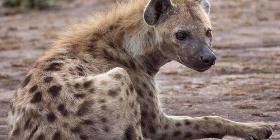 Johannesburg: Lion and Safari Park tour. Pick up Privately - FAQ