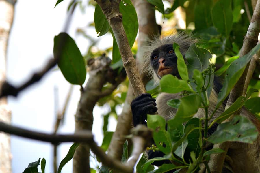 Jozani Monkey Forest & Malum Cave Swimming - Two Zanzibar nature stops in four hours