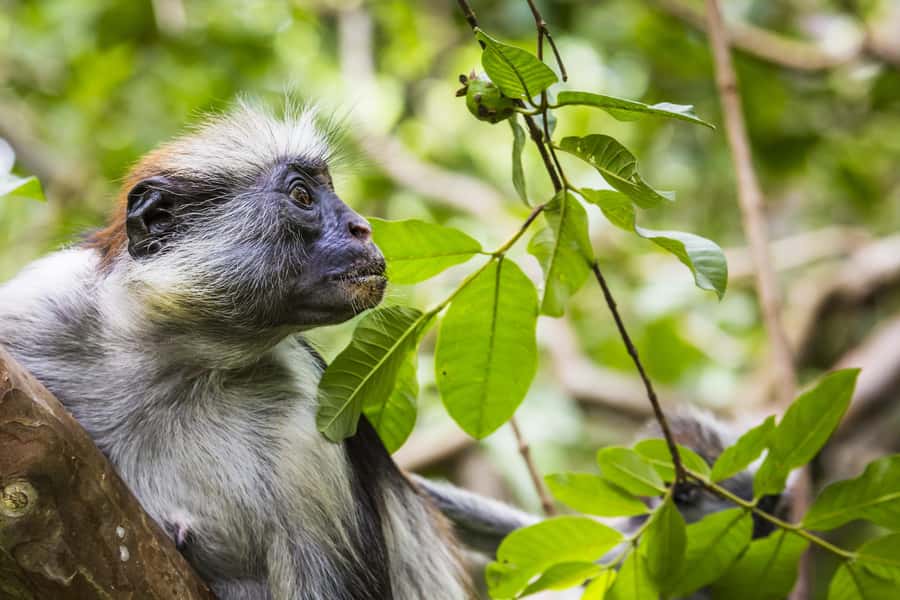 Jozani Monkey Forest & Malum Cave Swimming - Walking the trails at Jozani Chwaka Bay