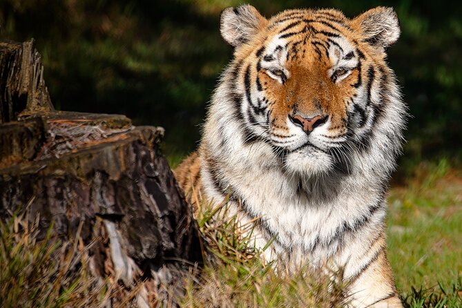Jukani Wildlife Sanctuary Admission with Guided Tour - Meeting rescued animals at Jukani