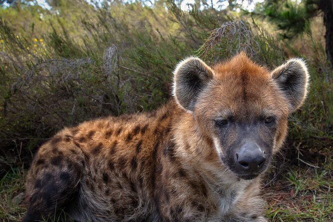 Jukani Wildlife Sanctuary Admission with Guided Tour - Why the guide makes a difference