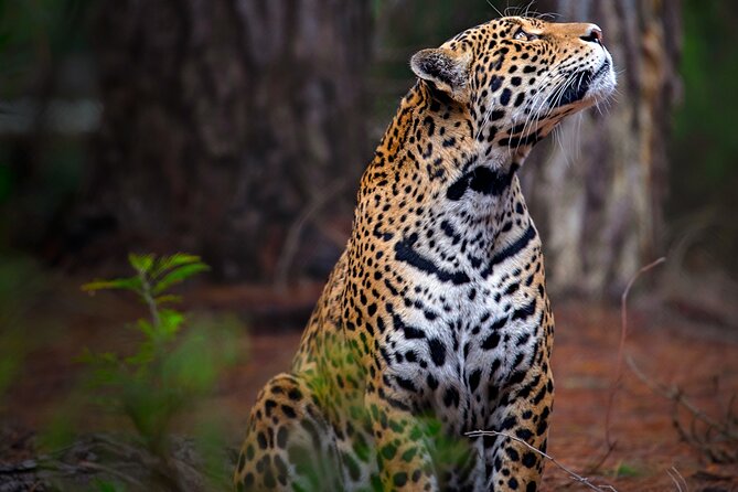 Jukani Wildlife Sanctuary Admission with Guided Tour - What families and photographers should know