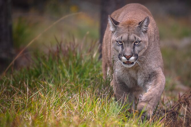 Jukani Wildlife Sanctuary Admission with Guided Tour - The conservation message behind the visit