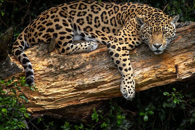 Jukani Wildlife Sanctuary Admission with Guided Tour - What could disappoint you