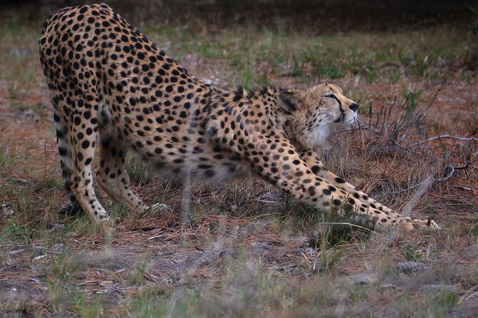 Jukani Wildlife Sanctuary Admission with Guided Tour - Choosing the right time of day