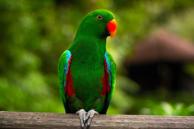 Jurong Bird Park Bird Photography - Starting Near Jurong Hill at 8:30 am