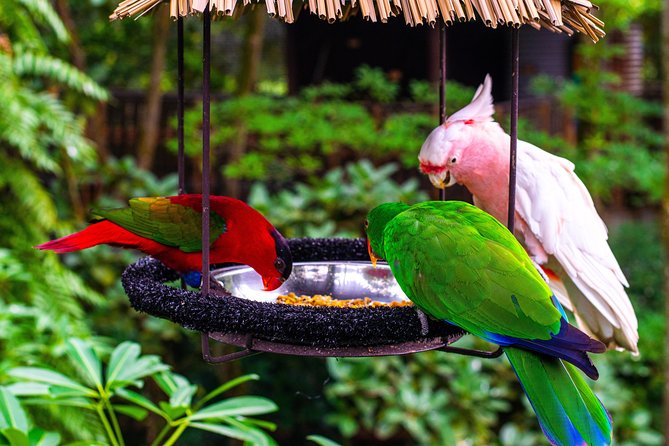 Jurong Bird Park Bird Photography - Waterfall Aviary and Jurong Falls