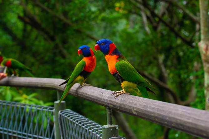 Jurong Bird Park Bird Photography - Free-Flying Lorikeets and Action Photography