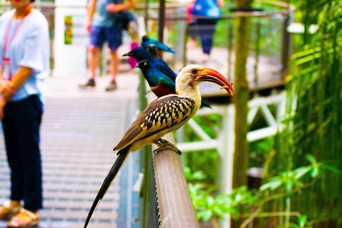 Jurong Bird Park Bird Photography - What the $95 Price Really Covers