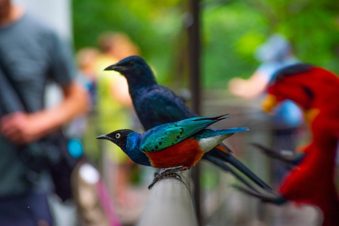 Jurong Bird Park Bird Photography - The Important Meeting Point Warning