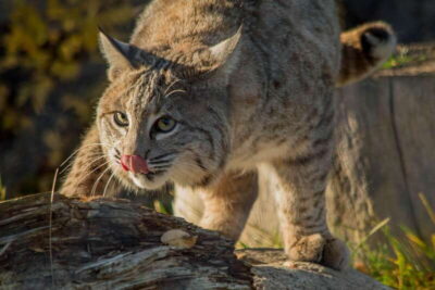 Kamloops: BC Wildlife Park Entry Ticket