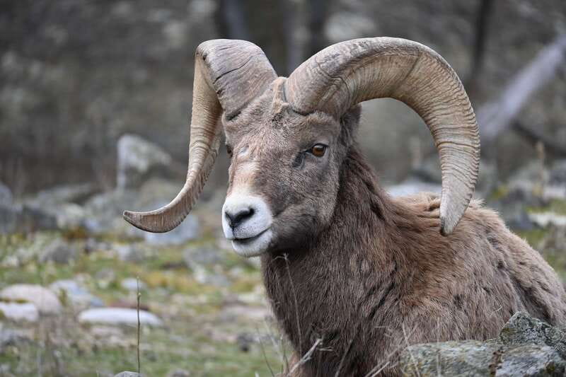 Kamloops: BC Wildlife Park Entry Ticket - A Good Setup for Families