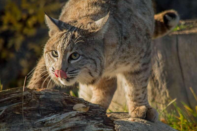 Kamloops: BC Wildlife Park Entry Ticket - The Discovery Centre, 18,000 Square Feet of Indoor Learning