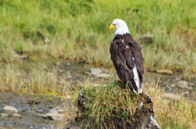 Ketchikan Shore Excursion: Eagle Sanctuary and Rainforest Wildlife Center - Hot drinks and a smoked salmon snack