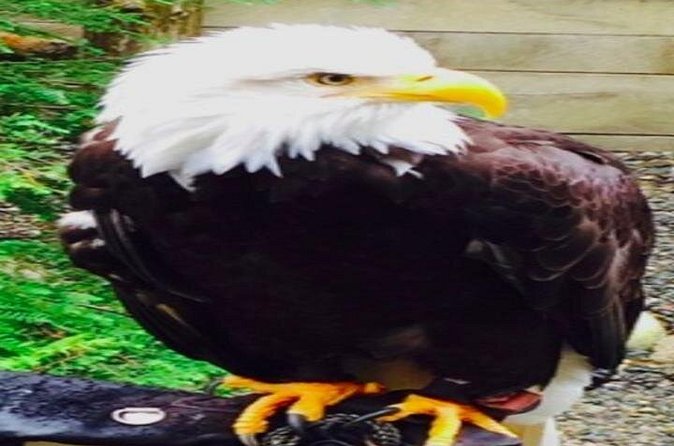 Ketchikan Shore Excursion: Eagle Sanctuary and Rainforest Wildlife Center - Who will enjoy this Ketchikan excursion?