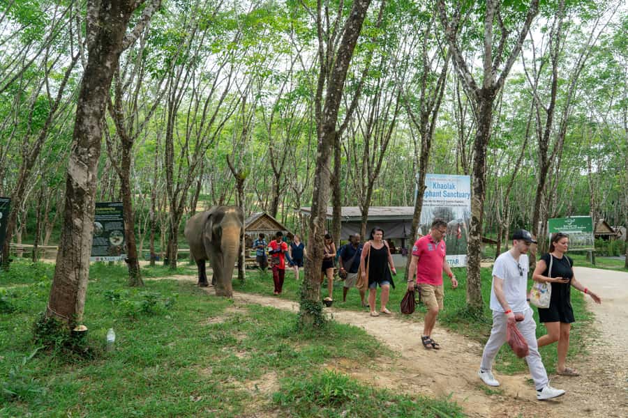 Khao Lak: 2-Hour Elephant Sanctuary Eco-Walk with Guided - Making herbal vitamin balls