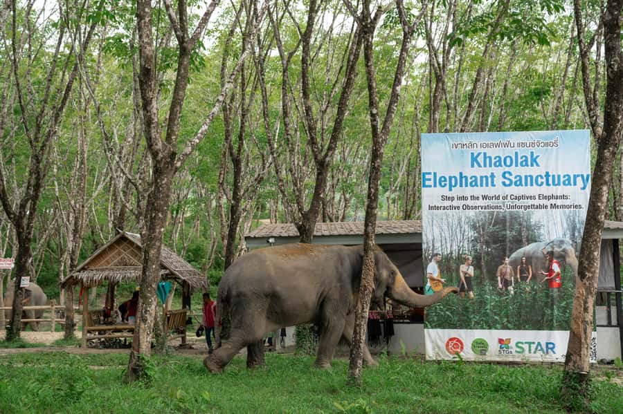 Khao Lak: 2-Hour Elephant Sanctuary Eco-Walk with Guided - Who will enjoy this two-hour visit