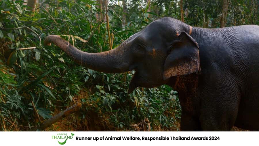Khao Lak: All-Day Elephant Sanctuary Experience Small Groups - Why the observation-only format matters