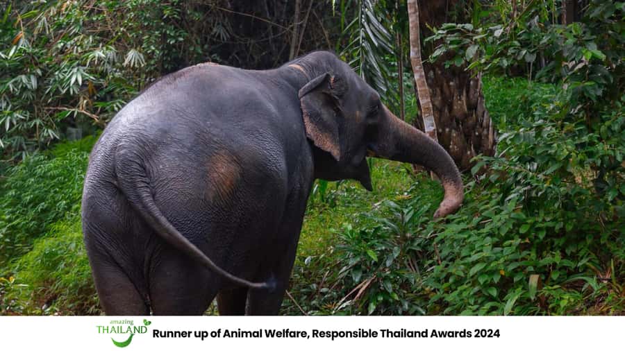 Khao Lak: All-Day Elephant Sanctuary Experience Small Groups - The herbal vitamin ball workshop