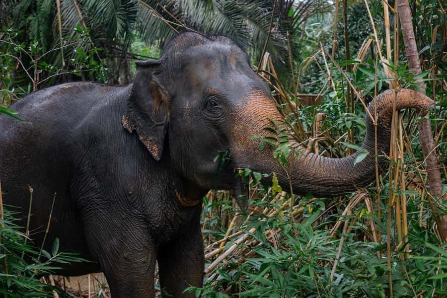 Khao Lak: All-Day Elephant Sanctuary Experience Small Groups - Is the $173 price fair?