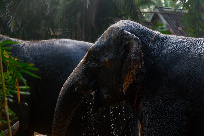 Khao Lak Elephant Sanctuary Full Day Small Group Tour - Key points at a glance