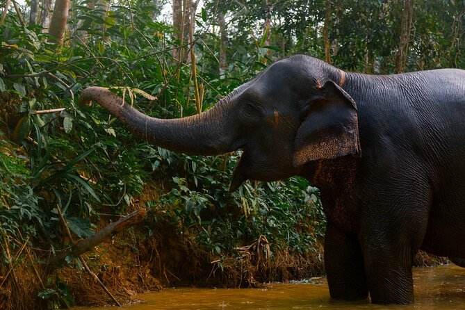 Khao Lak Elephant Sanctuary Full Day Small Group Tour - A full day built around elephant welfare