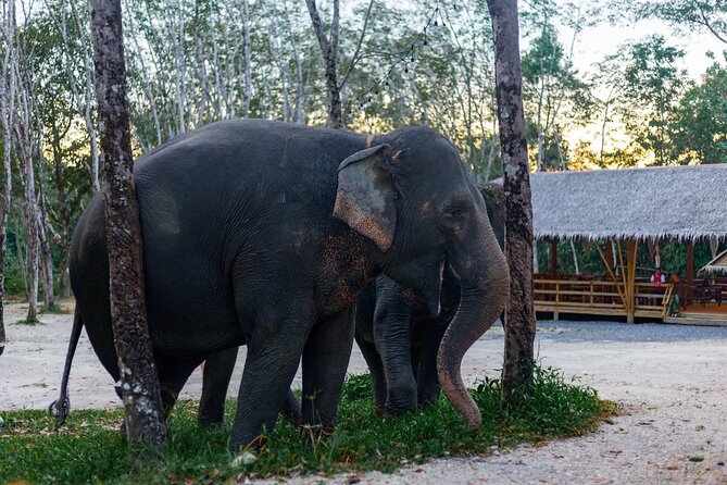 Khao Lak Elephant Sanctuary Full Day Small Group Tour - What the $174.24 price really covers
