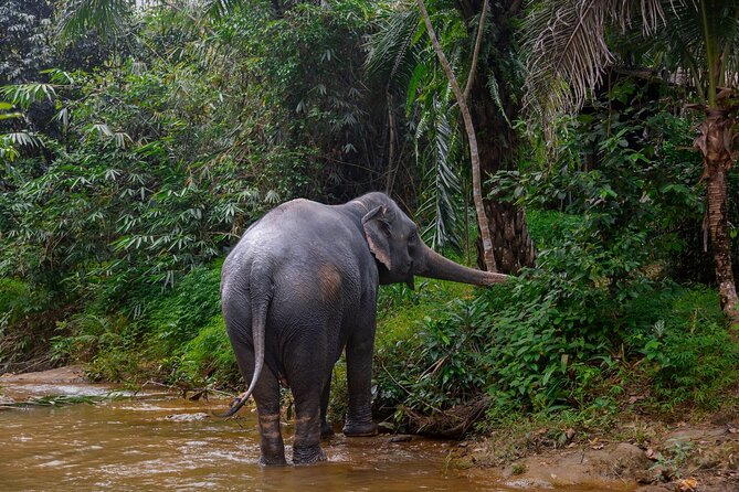 Khao Lak Elephant Sanctuary Full Day Small Group Tour - 10am: Feeding beneath the rubber trees