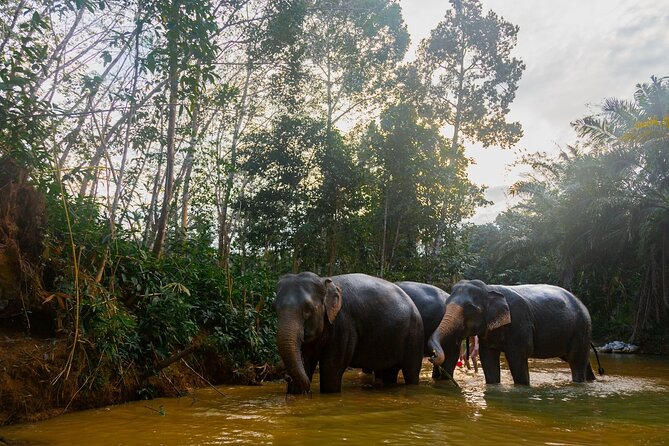 Khao Lak Elephant Sanctuary Tour with Waterfall and Lunch - Key points at a glance