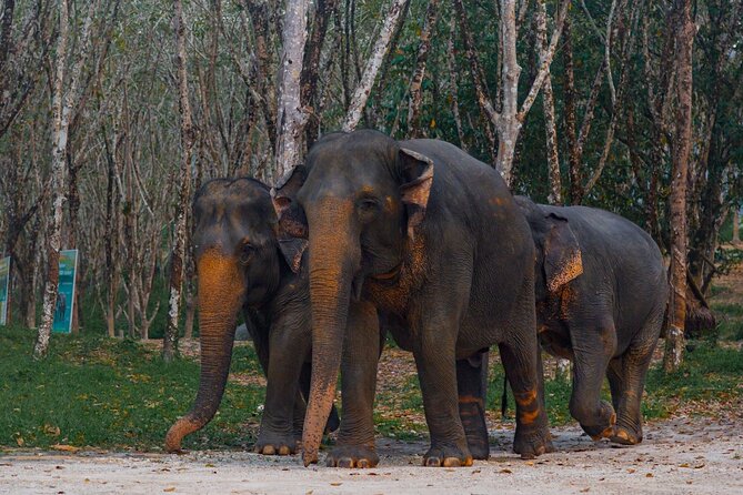 Khao Lak Elephant Sanctuary Tour with Waterfall and Lunch - Two hours making Thai herbal vitamin balls