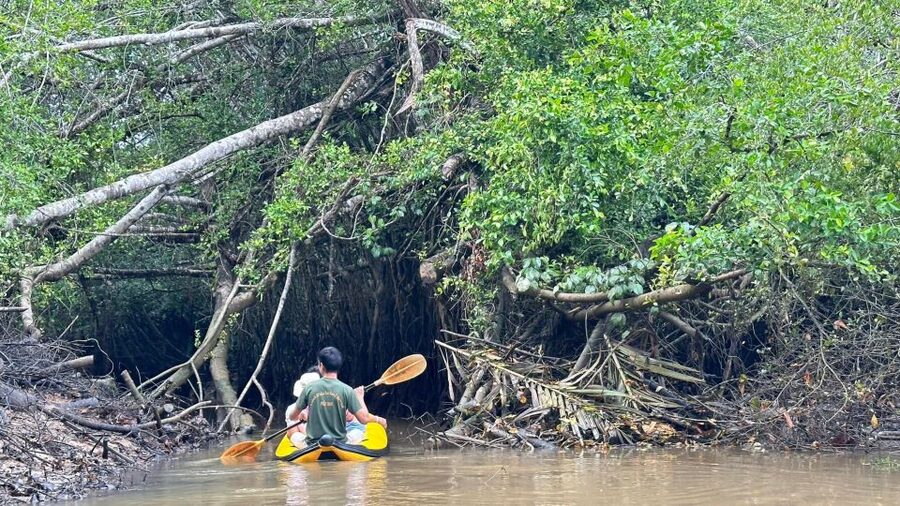 Khao Lak: Elephant Sanctuary Visit and Mangrove Kayak Tour - Is the $120 price fair?