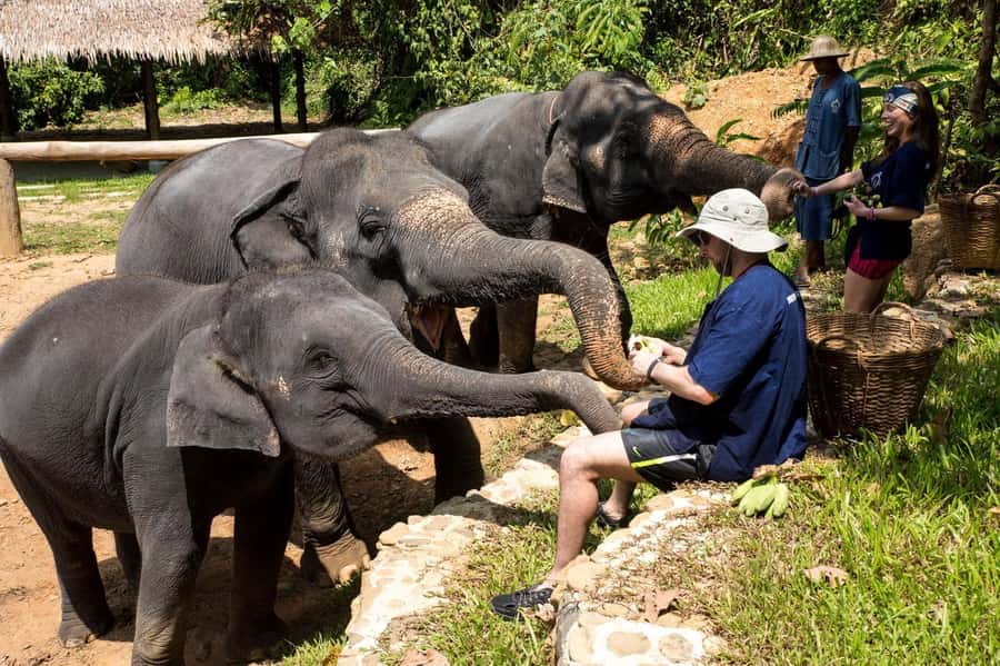 Khao Lak: Ethical Elephant Sanctuary Experience - Key points to know before booking