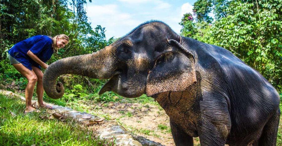 Khao Lak: Ethical Elephant Sanctuary Experience - Preparing food and feeding your elephant