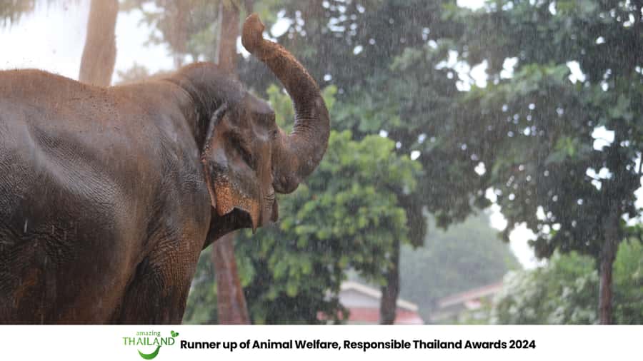 Khao Lak: Ethical Elephant Sanctuary Overnight Adventure - Meeting rescued elephants and hearing their stories