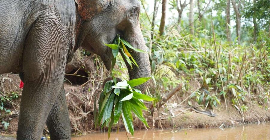 Khao Lak Ethical Elephant Sanctuary Overnight Program - Why the overnight format matters