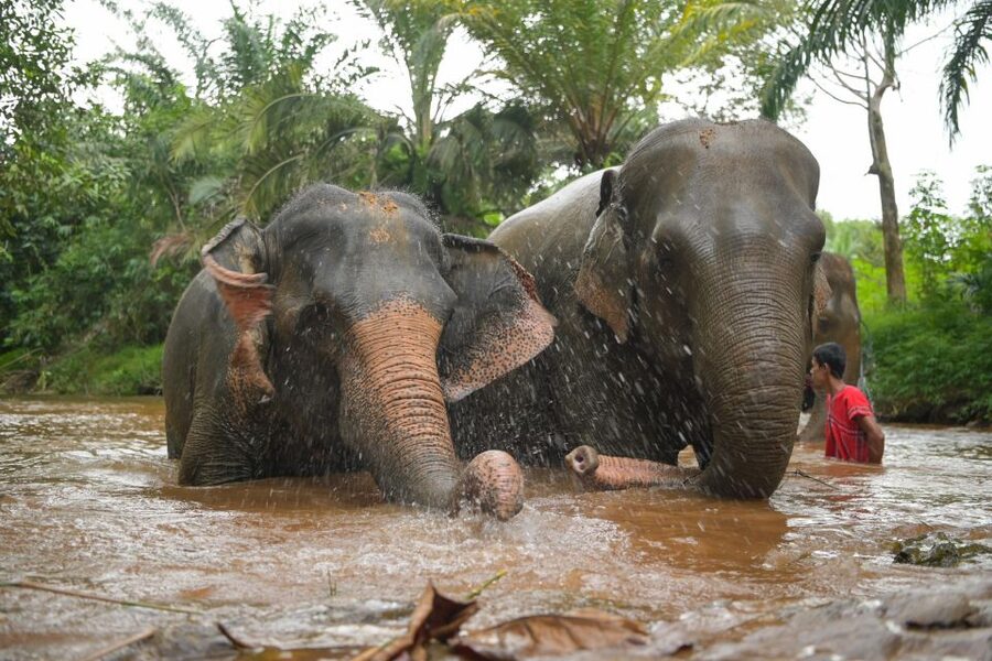 Khao Lak Ethical Elephant Sanctuary Overnight Program - Day one starts with Thai food at 1:00 PM