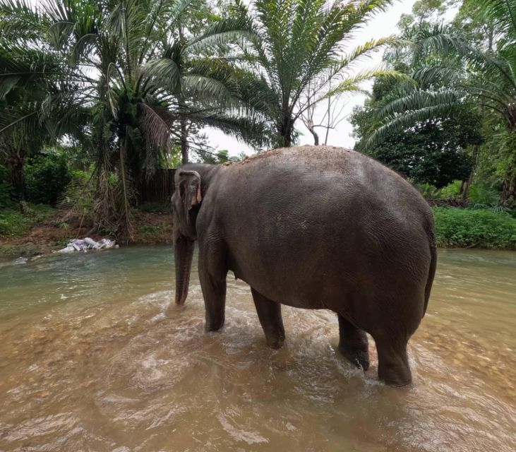 Khao Lak Ethical Elephant Sanctuary Overnight Program - Gathering plants at the local garden