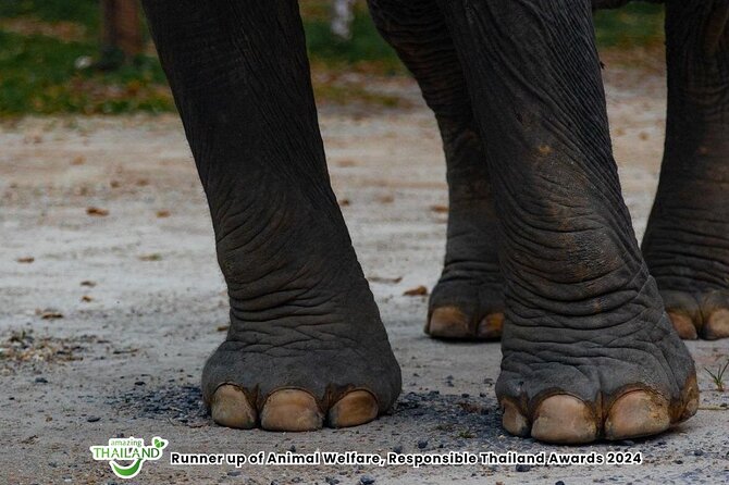 Khao Lak Ethical Elephant Sanctuary Small Group Tour - How much value do you get for $103.76?