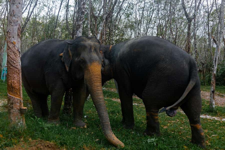 Khao Lak: Ethical Overnight Elephant Sanctuary Experience - Sai Rung Waterfall and the overnight pause