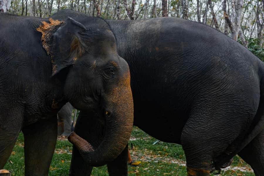 Khao Lak: Ethical Overnight Elephant Sanctuary Experience - Day two follows the caretakers