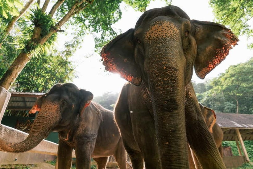Khao Lak: Half Day Elephant Sanctuary w/Meal&Hotel Transfer - Key points at a glance