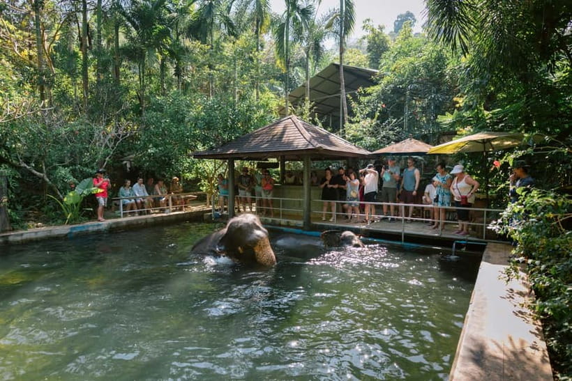 Khao Lak: Half Day Elephant Sanctuary w/Meal&Hotel Transfer - Meeting Khao Lak’s elephants on their terms