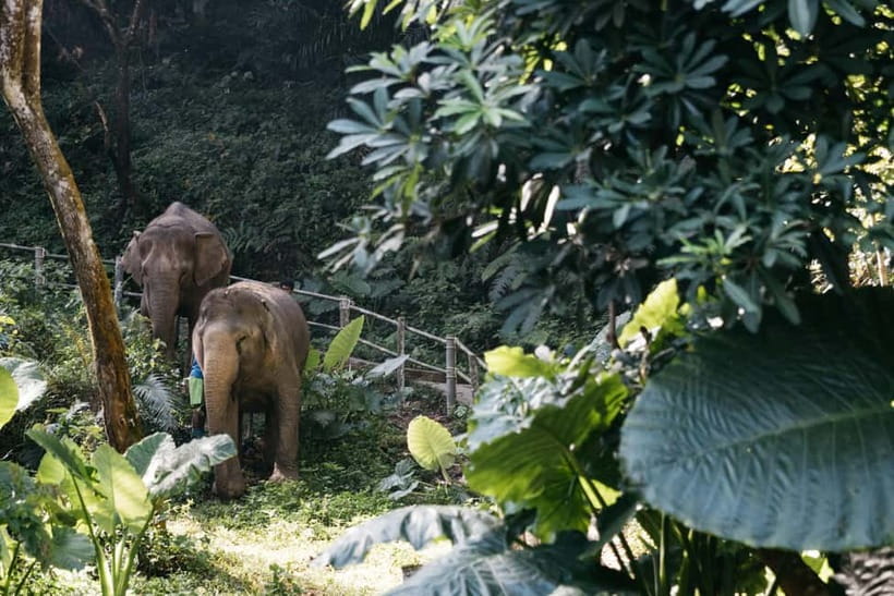 Khao Lak: Half Day Elephant Sanctuary w/Meal&Hotel Transfer - Making food before meeting the elephants