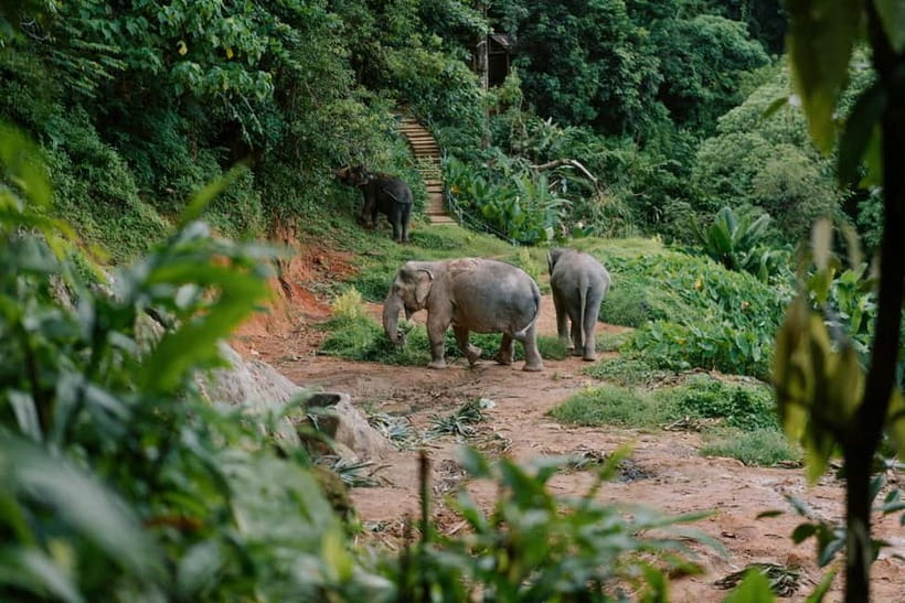 Khao Lak: Half Day Elephant Sanctuary w/Meal&Hotel Transfer - The education center gives the visit its meaning