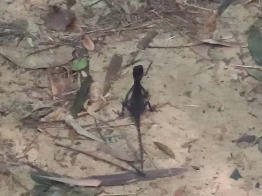 Khao Lak: Khao Sok Elephant Sanctuary and Night Jungle Walk - Thai dinner at the park headquarters
